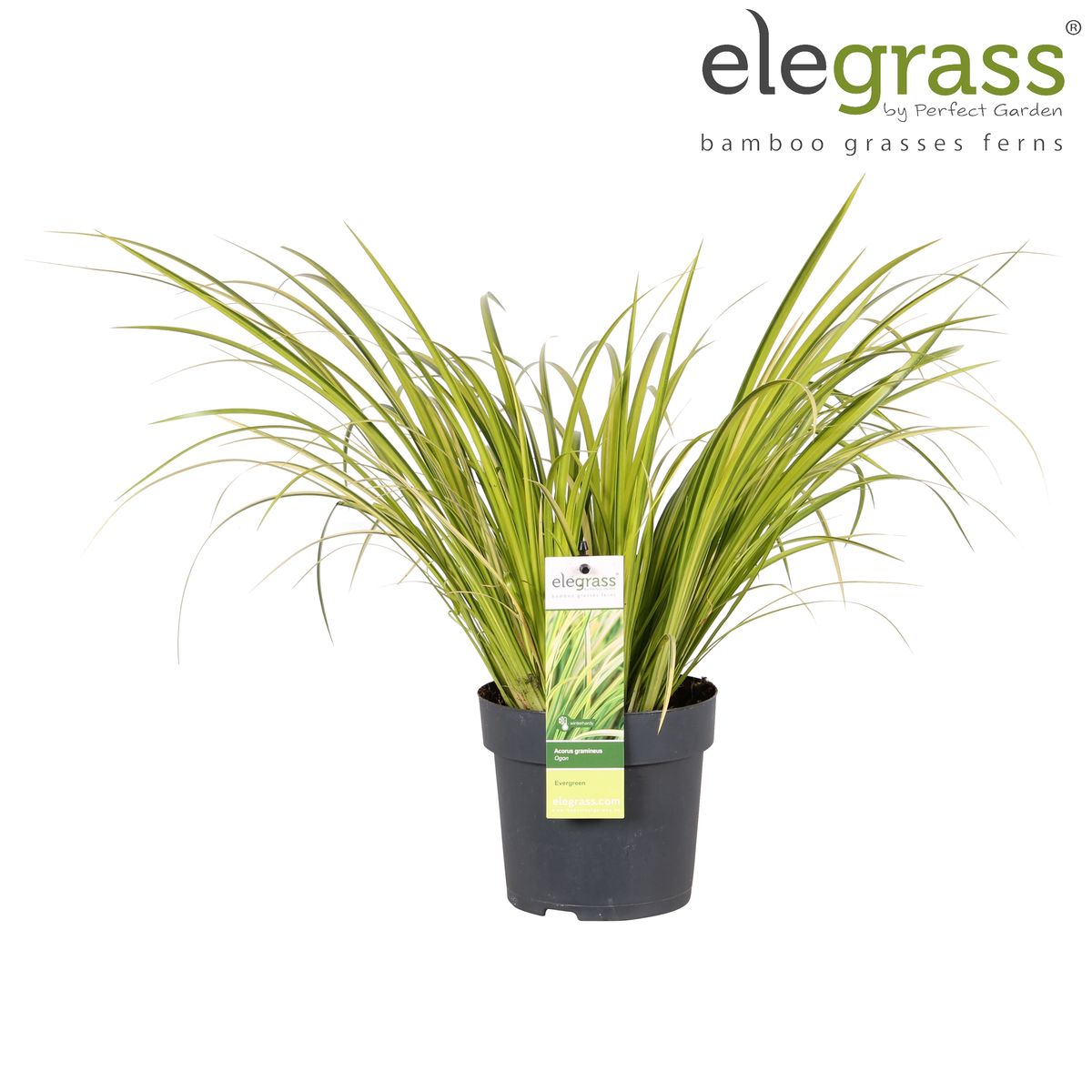 Acorus gramineus 'Ogon' — Plant Wholesale FlorAccess