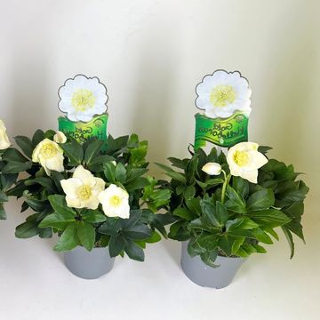 Helleborus niger HGC WINTERGOLD