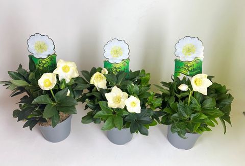 Helleborus niger HGC WINTERGOLD