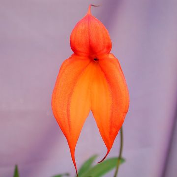 Masdevallia veitchiana