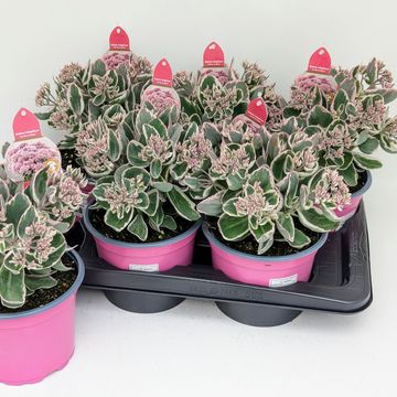 Sedum telephium SEDUCTION LA VIE EN ROSE