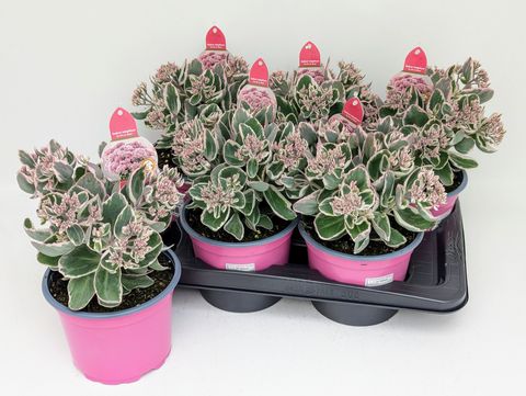 Sedum telephium SEDUCTION LA VIE EN ROSE