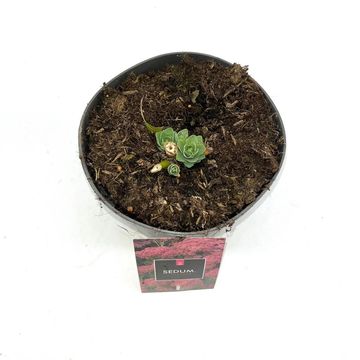 Sedum 'Herbstfreude'