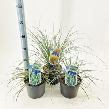 Carex oshimensis EVERCOLOR MIX