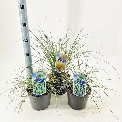 Carex oshimensis EVERCOLOR MIX