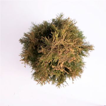 Thuja occidentalis 'Smaragd'