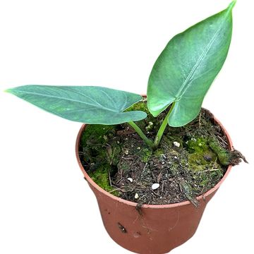 Alocasie scabriuscula