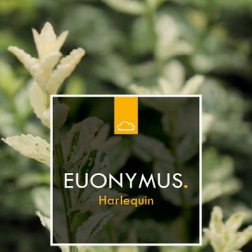 Euonymus fortunei 'Harlequin'