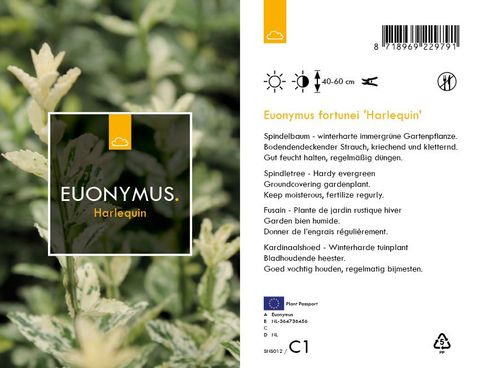 Euonymus fortunei 'Harlequin'