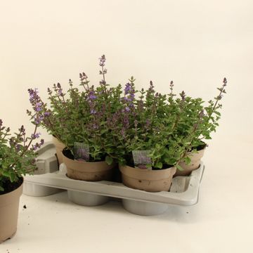 Nepeta 'Purrsian Blue'