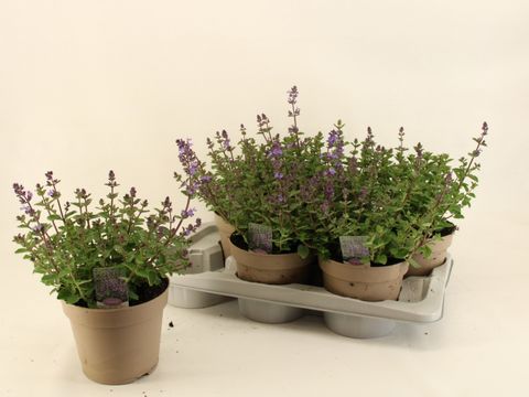 Nepeta 'Purrsian Blue'