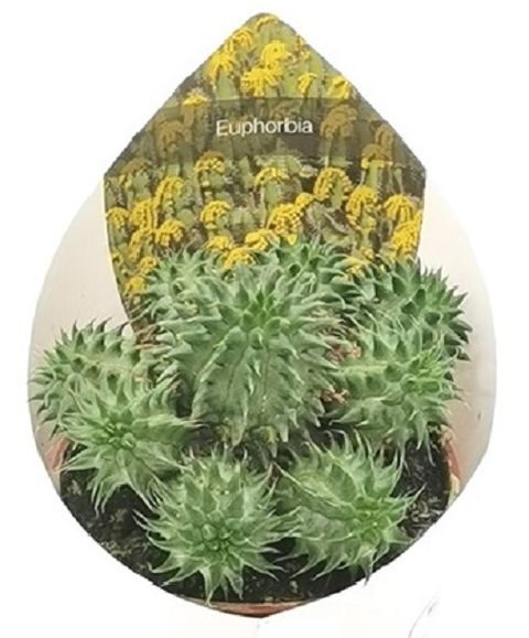 Euphorbia susannae