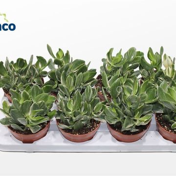 Crassula ovata 'Variegata'