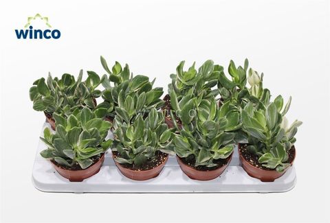 Crassula ovata 'Variegata'