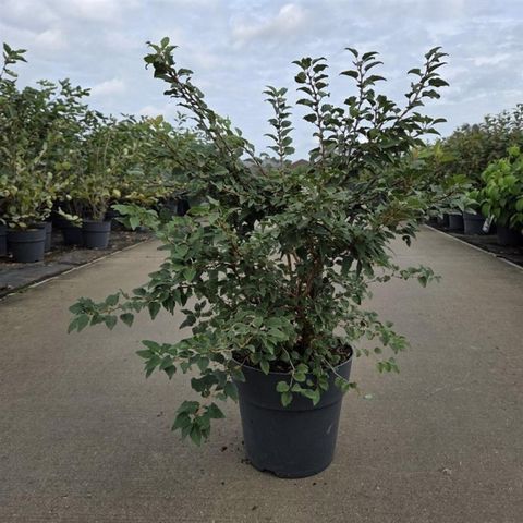 Prunus incisa 'Kojou-no-mai'
