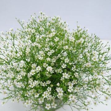 Gypsophila muralis GYPSY WHITE