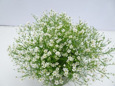 Gypsophila muralis GYPSY WHITE