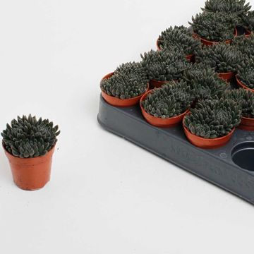 Crassula 'Crassimus'