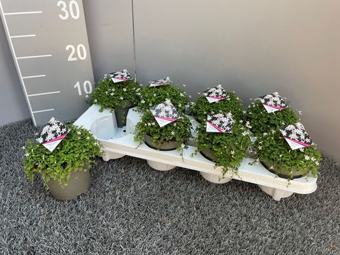 Isotoma axillaris MIX