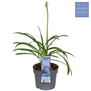 Agapanthus 'Charlotte'