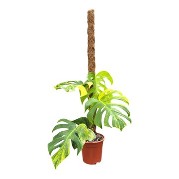 Монстера deliciosa 'Variegata Aurea'