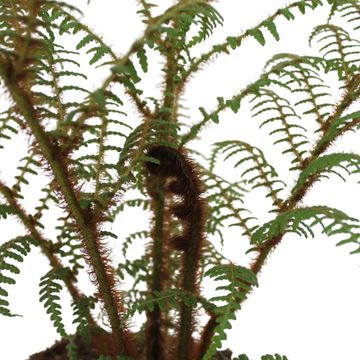 Cyathea tomentosissima 'Highland Lace'