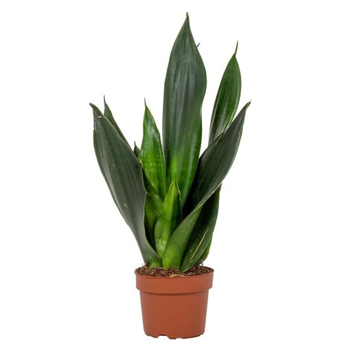 Sansevieria trifasciata 'Black Jade'