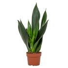 Sansevieria trifasciata 'Black Jade'