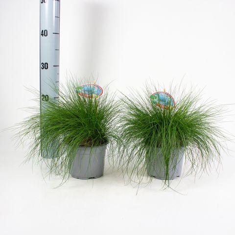 Festuca gautieri 'Bernie Green'