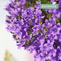 Campanula portenschlagiana AMBELLA INTENS PURPLE