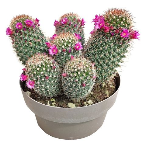 Mammillaria spinosissima rubrispina