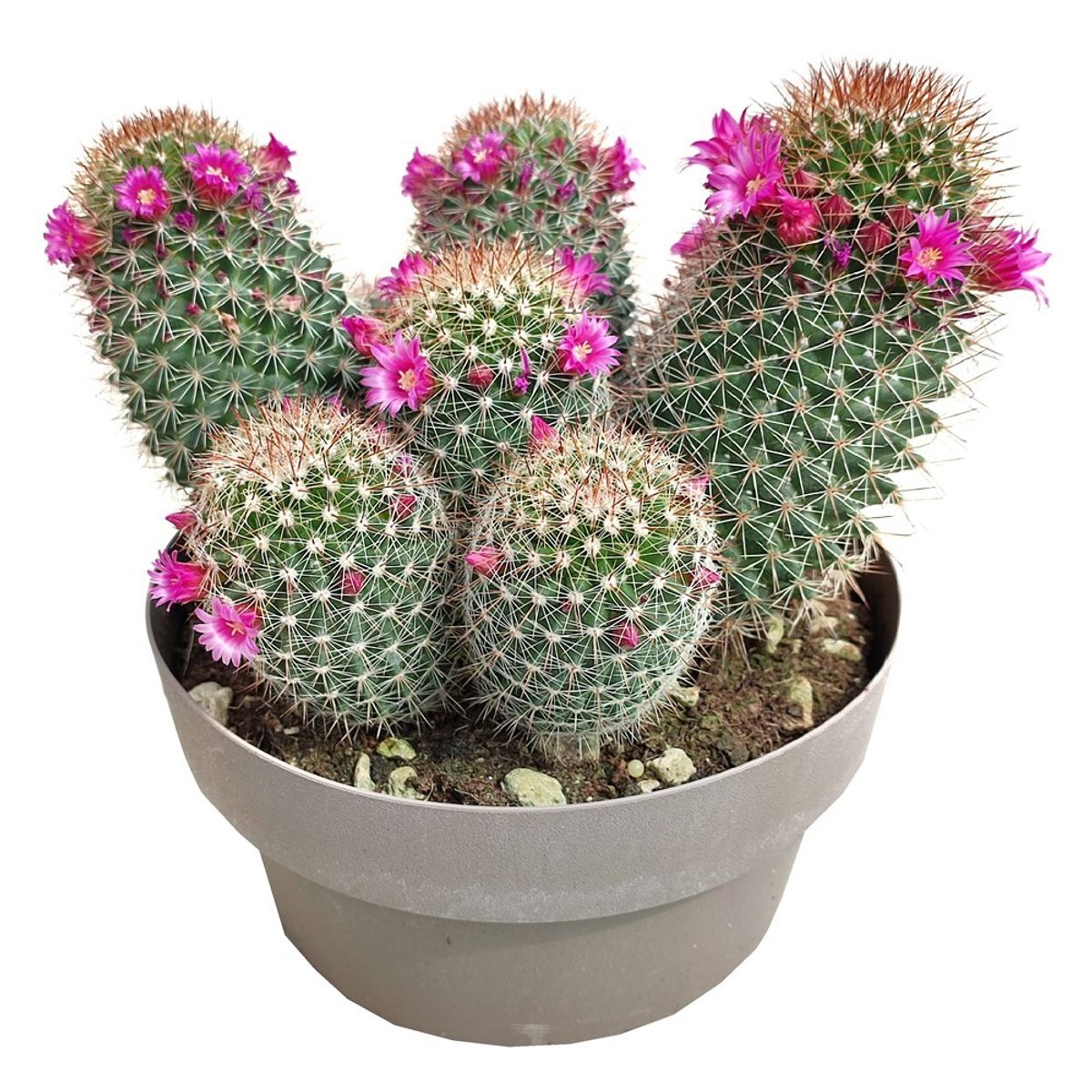 Mammillaria spinosissima rubrispina — Plant Wholesale FlorAccess