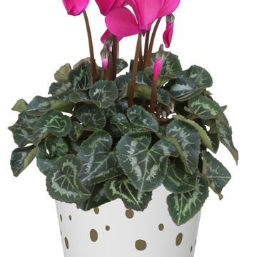 Cyclamen persicum SUPER SERIE S ALLURE MIX