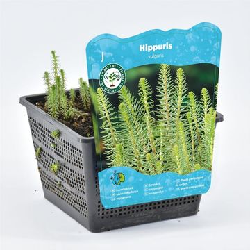 Hippuris vulgaris
