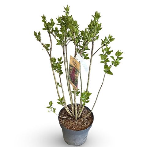 Syringa vulgaris 'Charles Joly'