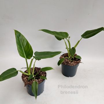 Filodendron brenesii