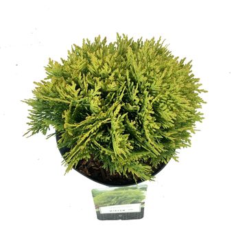 Thuja occidentalis 'Mirjam'