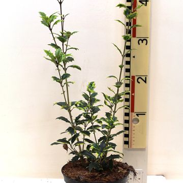 Osmanthus heterophyllus 'Aureomarginatus'