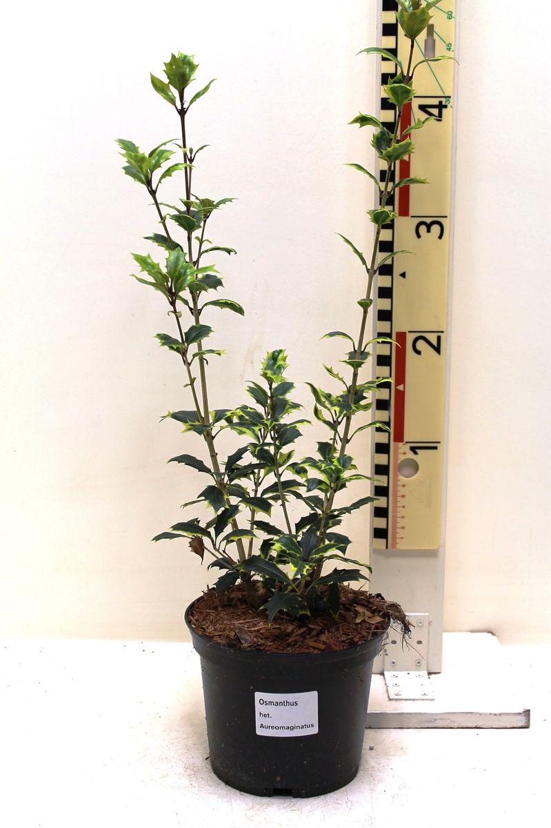 Osmanthus heterophyllus 'Aureomarginatus' — Plant Wholesale FlorAccess