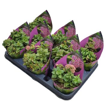 Crassula 'Springtime'