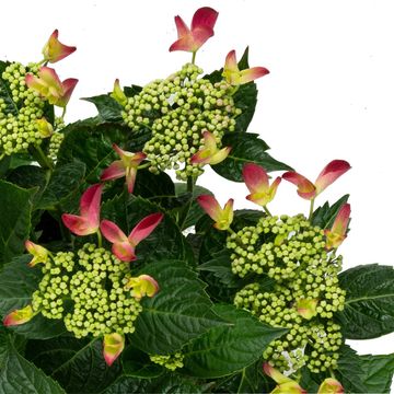 Hydrangea macrophylla MIX