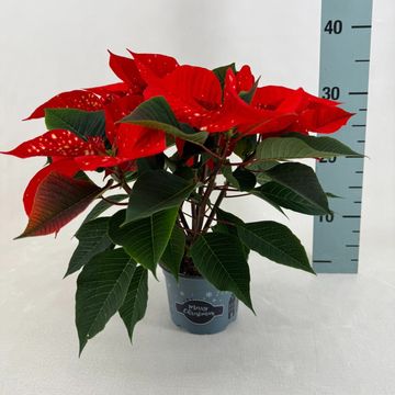 Euphorbia pulcherrima FANTASY STAR ORANGE