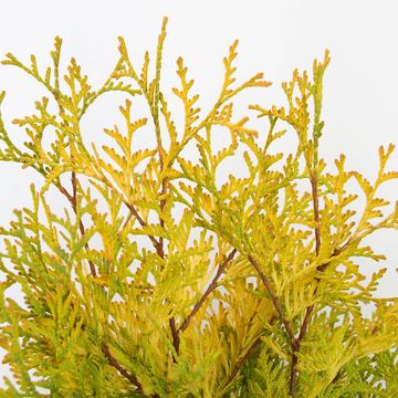 Thuja occidentalis 'Yellow Ribbon'