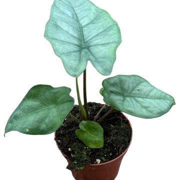 Alocasia heterophylla 'Corazon'