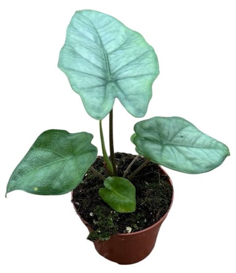 Alocasia heterophylla 'Corazon'