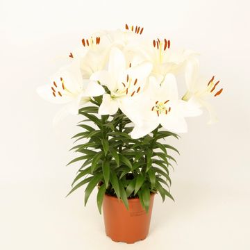 Lilium 'Summer Snow'