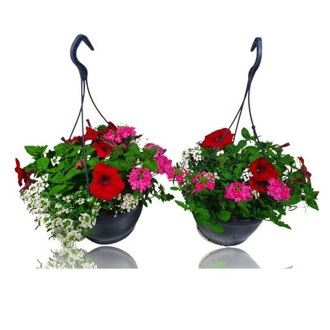 Perennials MIX IN POT