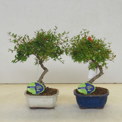 Punica granatum