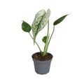 Monstera 'Devil Monster'