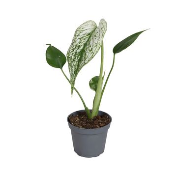 Monstera 'Devil Monster'